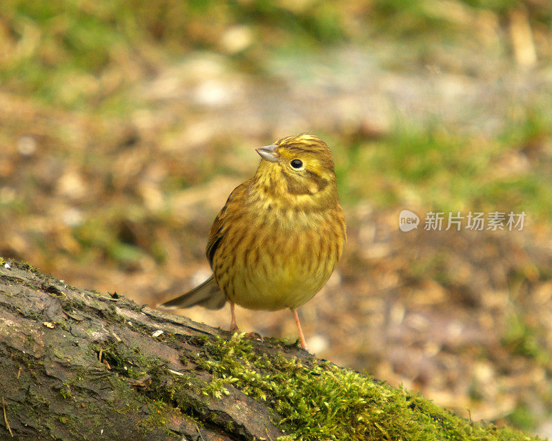 黄锤(citrinella em贝里扎)